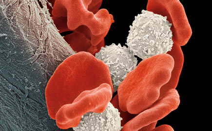 red cells